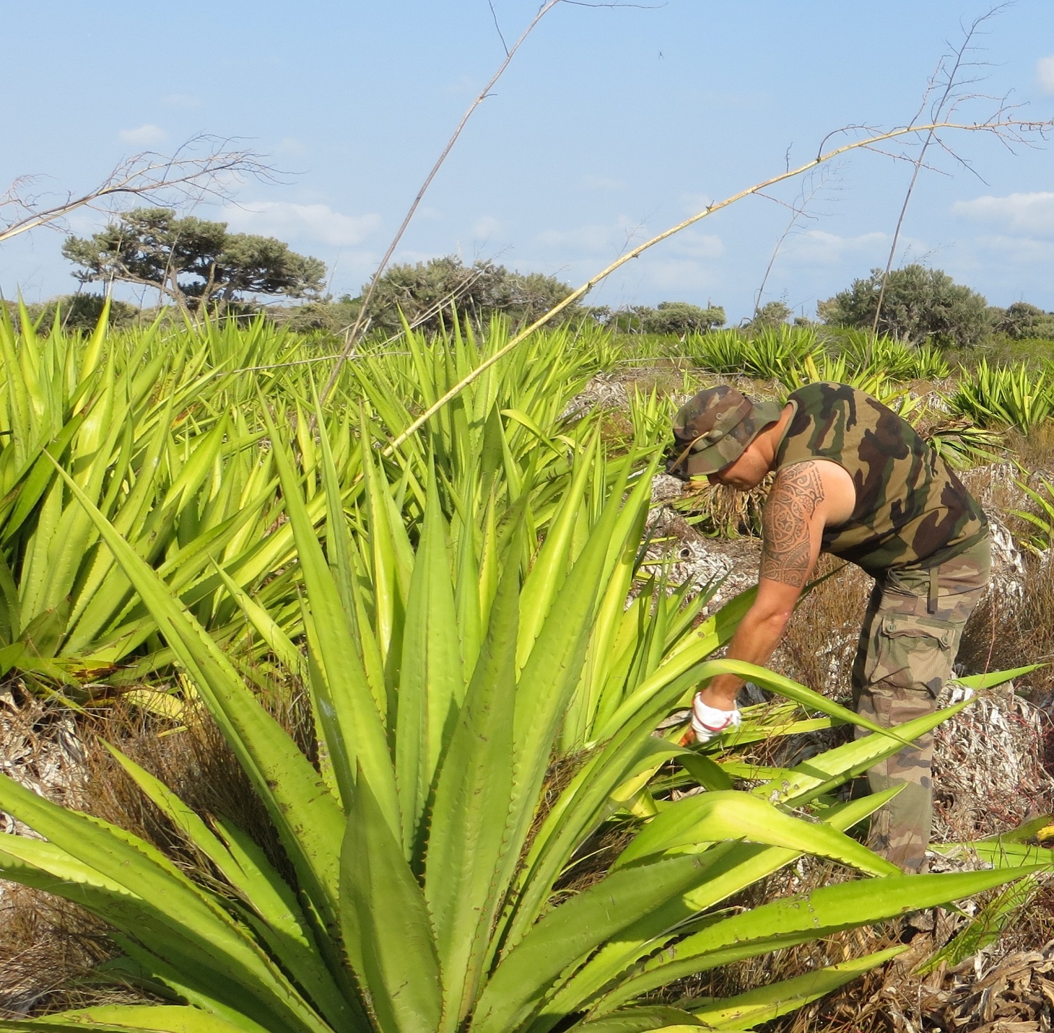 Lutte contre le choca (Furcraea foetida), une espèce végétale exotique envahissante.